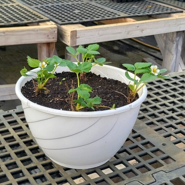 Strawberry Hanging Pots